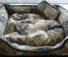 Hundebetten